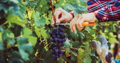 Saldungaray vive su gran fiesta: comenzó una nueva edición de la Vendimia bonaerense