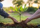 Monte Hermoso relanza la campaña “Un árbol para mi vereda”